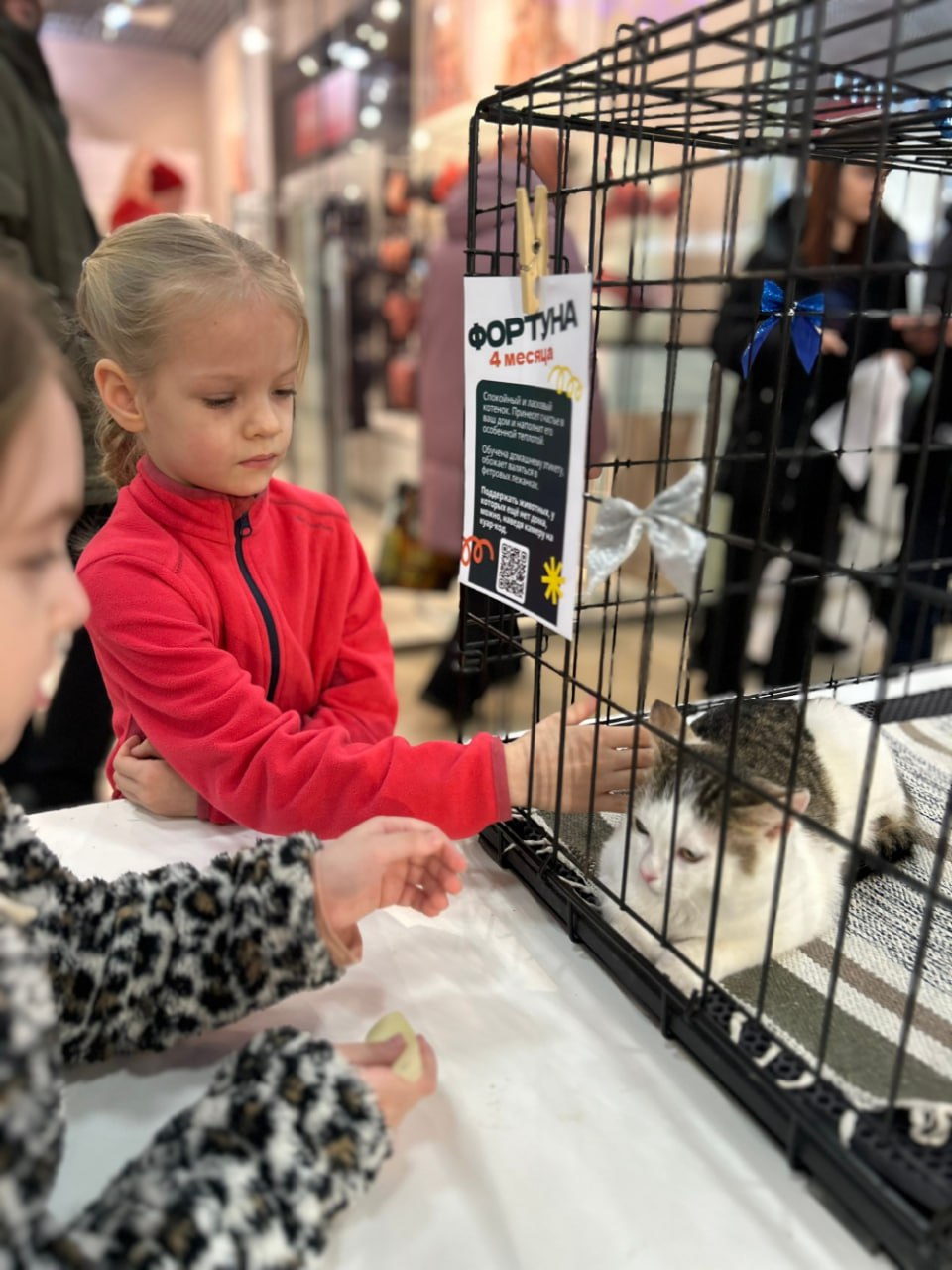 Рождественское чудо: в Твери сразу 10 кошек нашли дом на выставке друзей кота Суворова Рождественское чудо: в Твери сразу 10 кошек нашли дом на выставке друзей кота Суворова