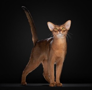 ��������� �� ������ ��������� ������� ��������� ��������� �����