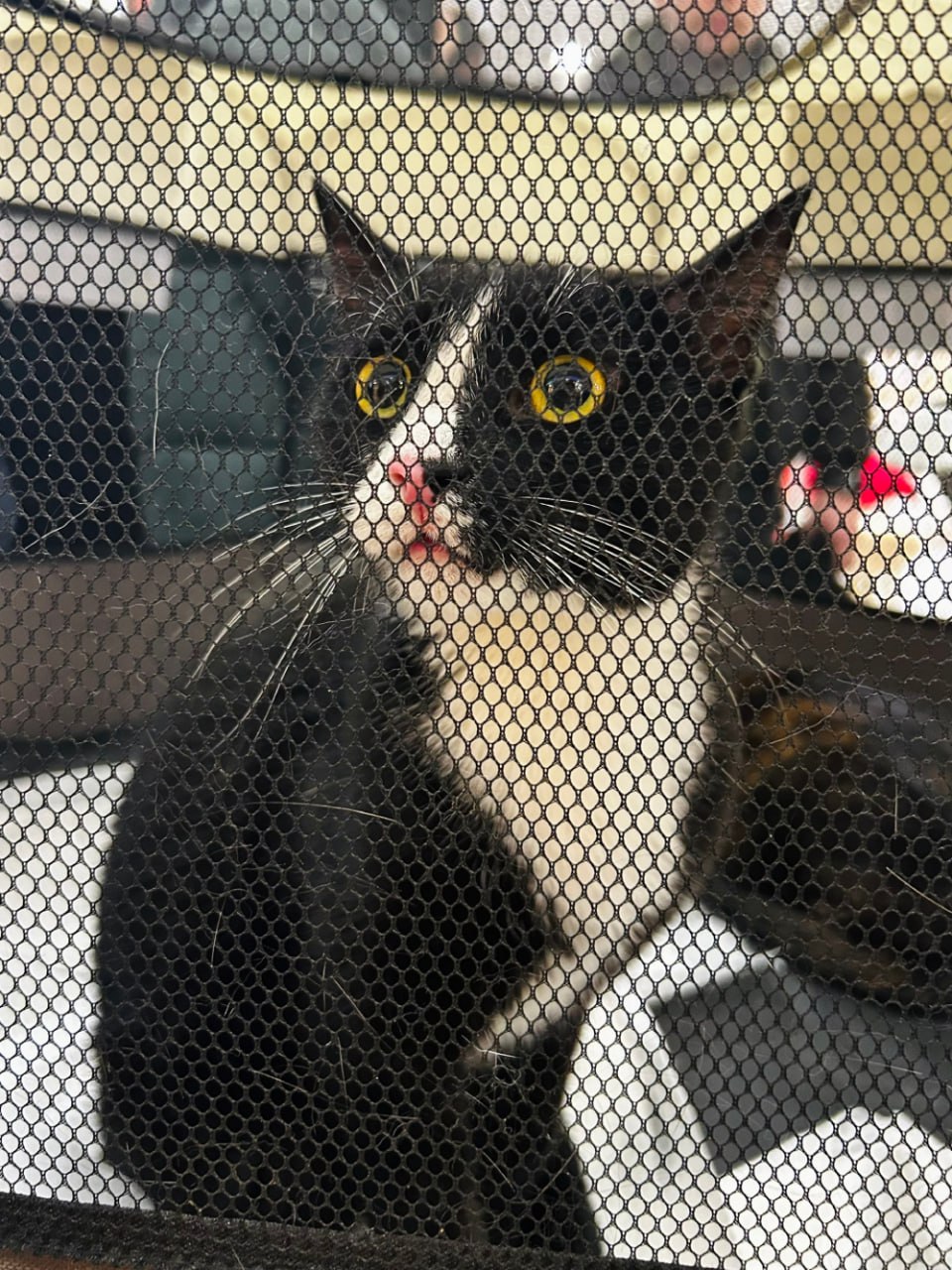 Рождественское чудо: в Твери сразу 10 кошек нашли дом на выставке друзей кота Суворова Рождественское чудо: в Твери сразу 10 кошек нашли дом на выставке друзей кота Суворова