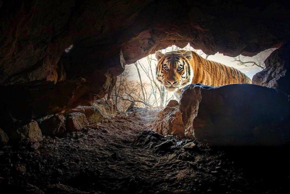 Приморское ку-ку. Профессиональному фотографу Саше Фонсека удалось запечатлеть потрясающий кадр с амурским тигром на «Земле леопарда»