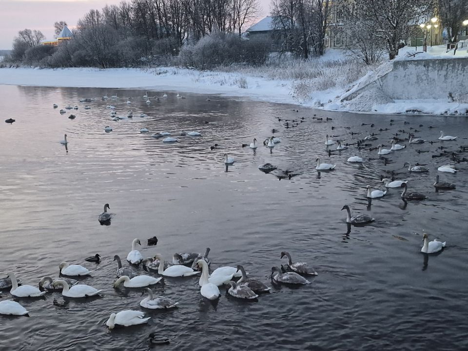 Стая лебедей каждый год остается зимовать на реке Торопе в Торопце Тверской области