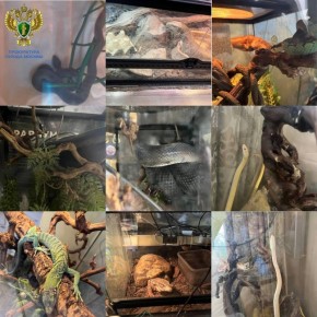 Три ядовитые змеи жили дома у семьи с тремя несовершеннолетними в Москве