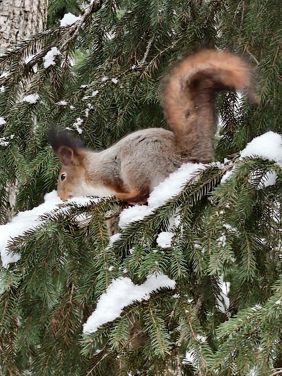 В Тверской области запечатлели пушистую гостью птичьей кормушки В Тверской области запечатлели пушистую гостью птичьей кормушки