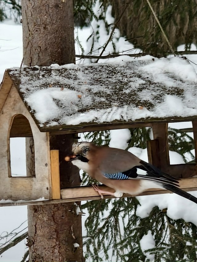 В Тверской области запечатлели пушистую гостью птичьей кормушки В Тверской области запечатлели пушистую гостью птичьей кормушки