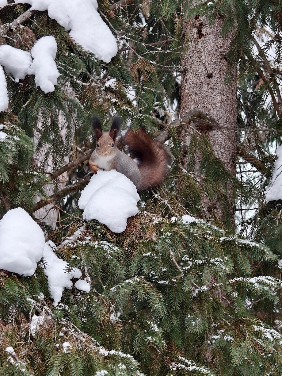 В Тверской области запечатлели пушистую гостью птичьей кормушки В Тверской области запечатлели пушистую гостью птичьей кормушки