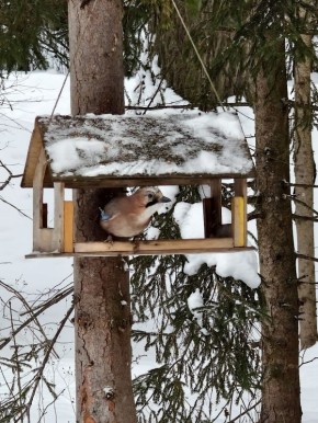 В Тверской области запечатлели пушистую гостью птичьей кормушки