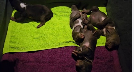 Опубликовано видео важных занятий медвежат в тверском Центре спасения