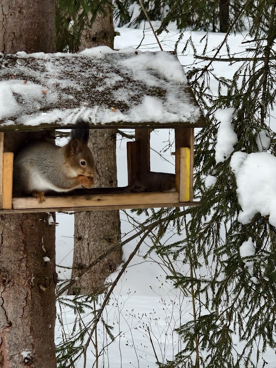 В Тверской области запечатлели пушистую гостью птичьей кормушки В Тверской области запечатлели пушистую гостью птичьей кормушки