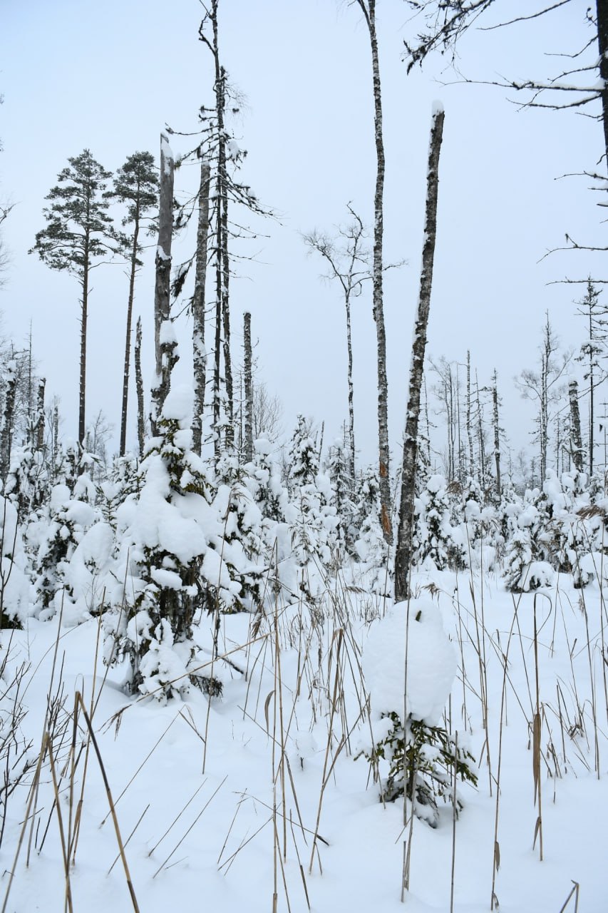 Болото, дикий лес и избушка: как в Тверской области девушка отдыхает от цивилизации Болото, дикий лес и избушка: как в Тверской области девушка отдыхает от цивилизации