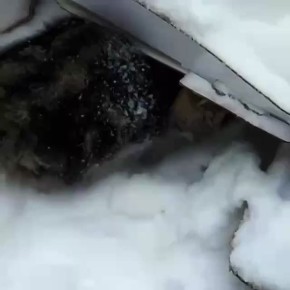 Не проходите мимо: в Твери котята спасались от холода в снегу