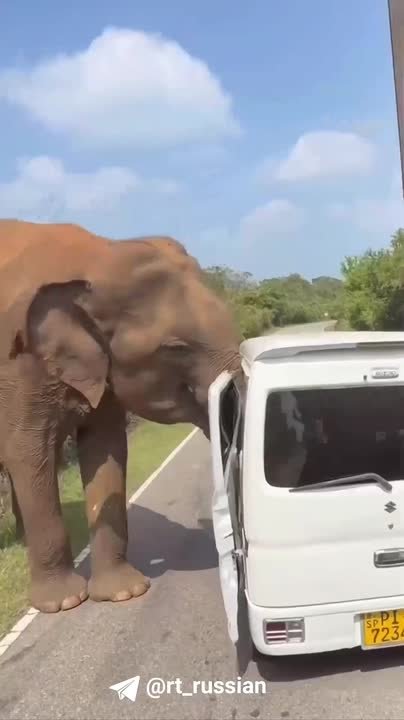 «Это страх полнейший был. Ребёнок испугался»