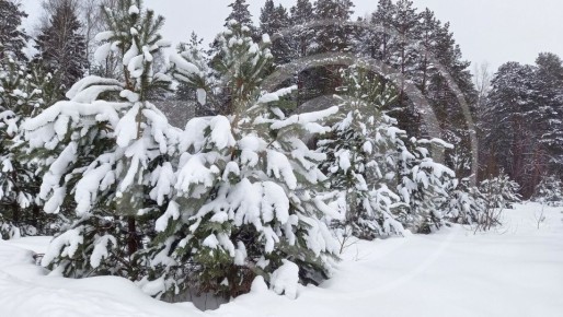 Снега по колено: какие города Тверской области засыпало сильнее всего
