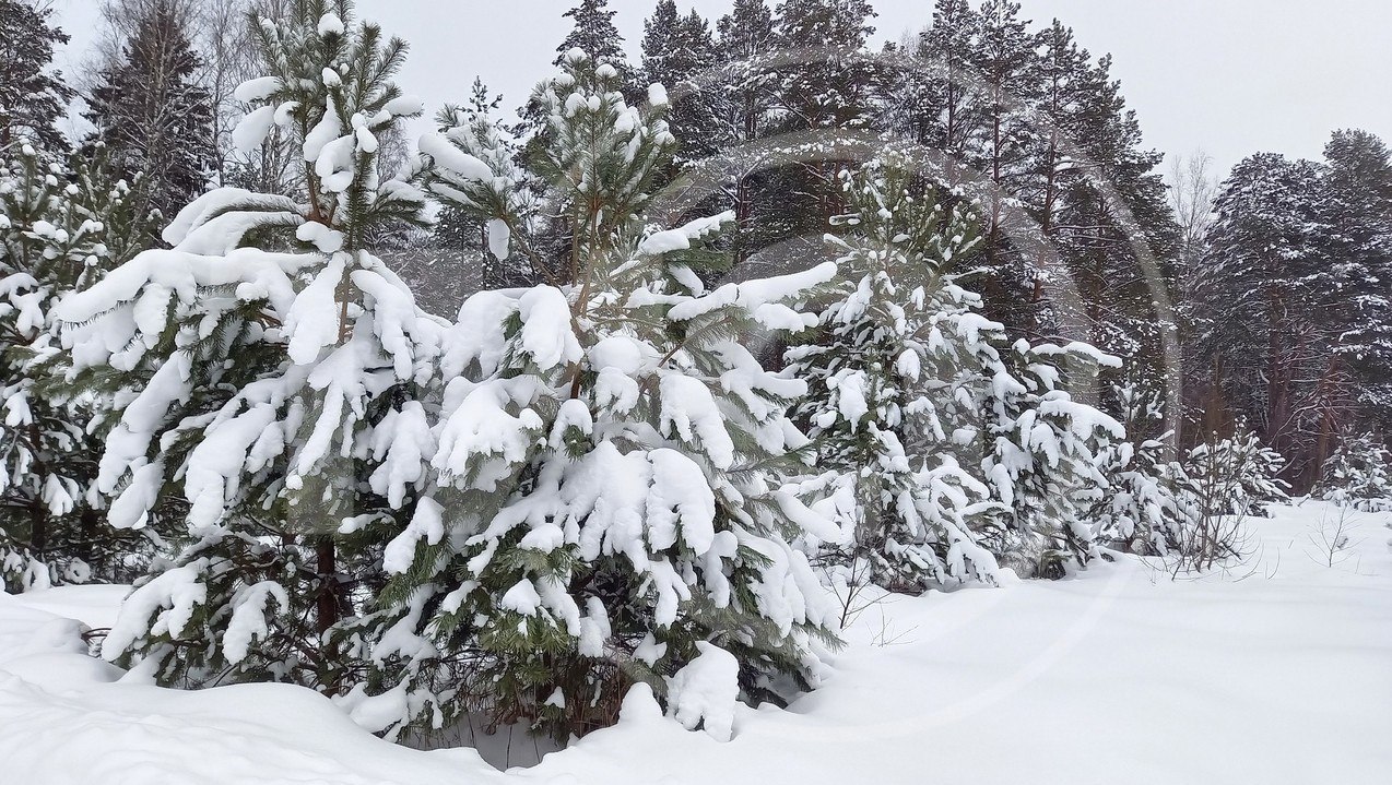 Снега по колено: какие города Тверской области засыпало сильнее всего
