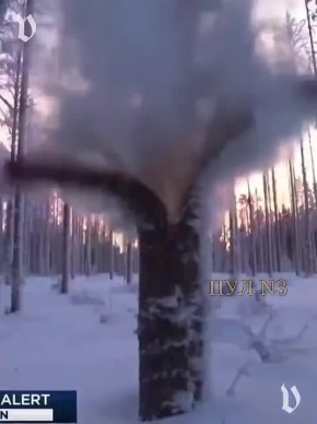 Андрей Клинцевич: В США из-за морозов «взрываются» деревья: