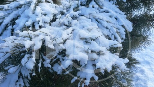 Мороз ударил по полной: где в Тверской области было -26 градусов