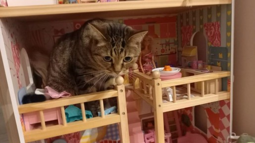 Мечта о куклах из Испании привела жительницу Тверской области к потере денег