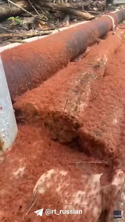 Миллионы детёнышей красного краба заполонили остров Рождества в Австралии