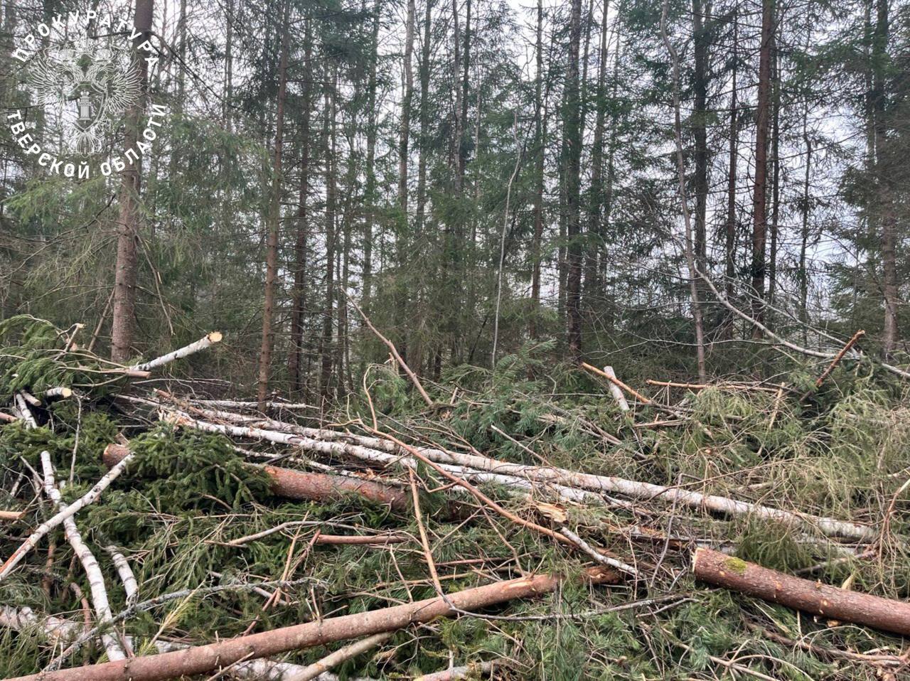 В Тверской области прокуратура утвердила обвинительное заключение по уголовному делу о незаконной рубке лесных насаждений