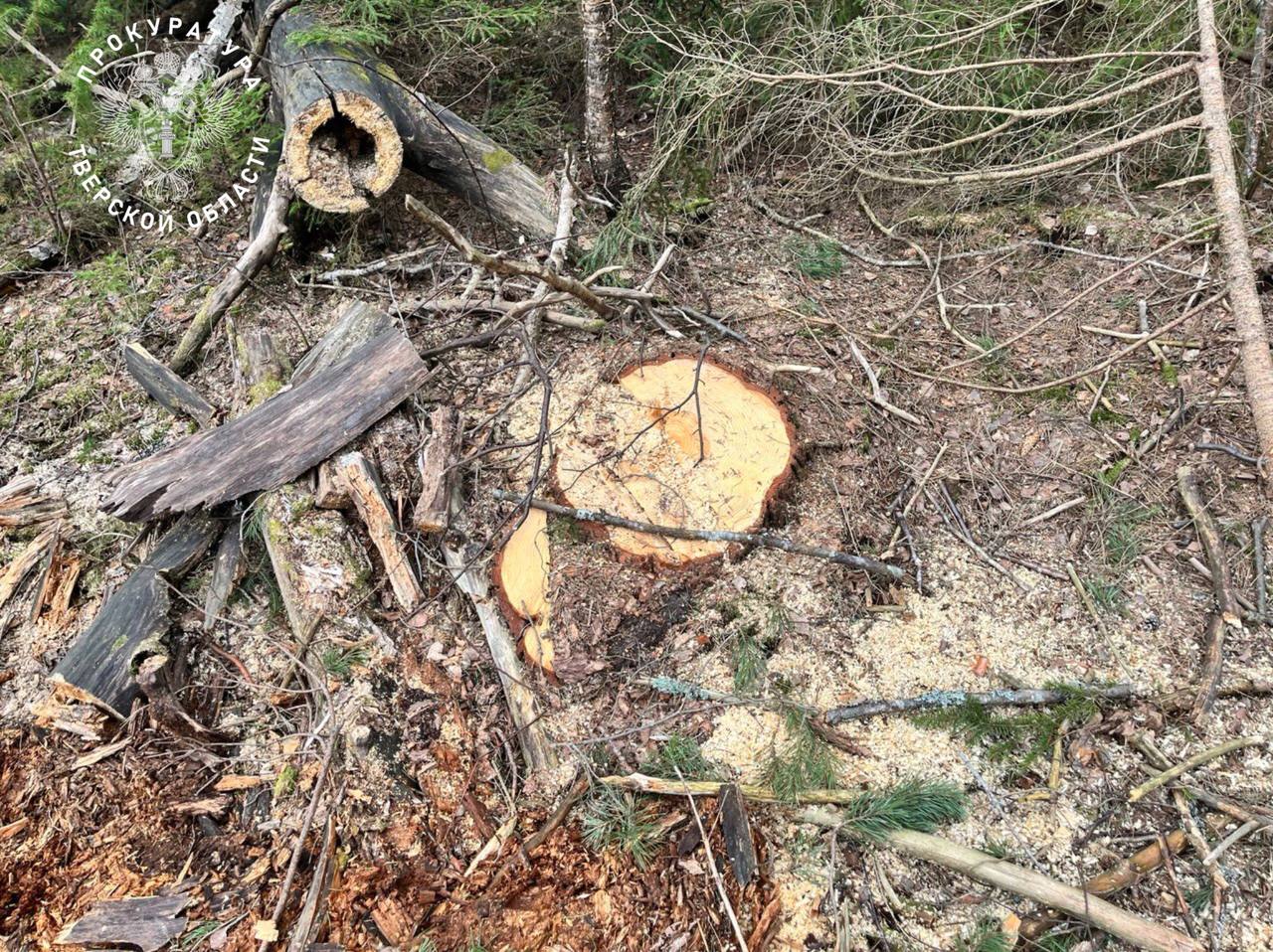 В Тверской области прокуратура утвердила обвинительное заключение по уголовному делу о незаконной рубке лесных насаждений В Тверской области прокуратура утвердила обвинительное заключение по уголовному делу о незаконной рубке лесных насаждений
