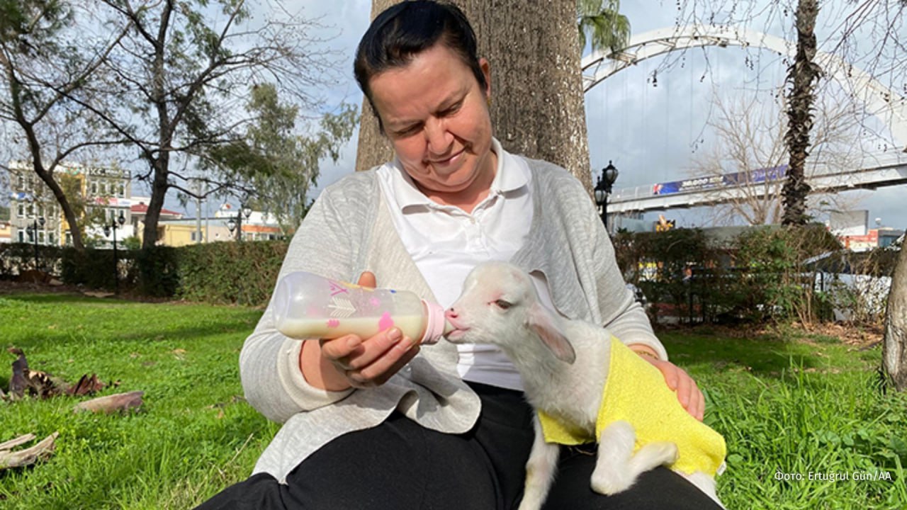 Панч-2: овца отказалась от новорожденного малыша, маму ягненку заменила жительница турецкой деревни Куршунлу Панч-2: овца отказалась от новорожденного малыша, маму ягненку заменила жительница турецкой деревни Куршунлу