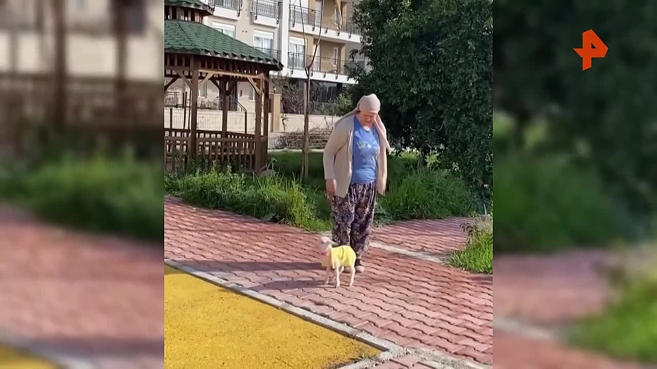 Панч-2: овца отказалась от новорожденного малыша, маму ягненку заменила жительница турецкой деревни Куршунлу