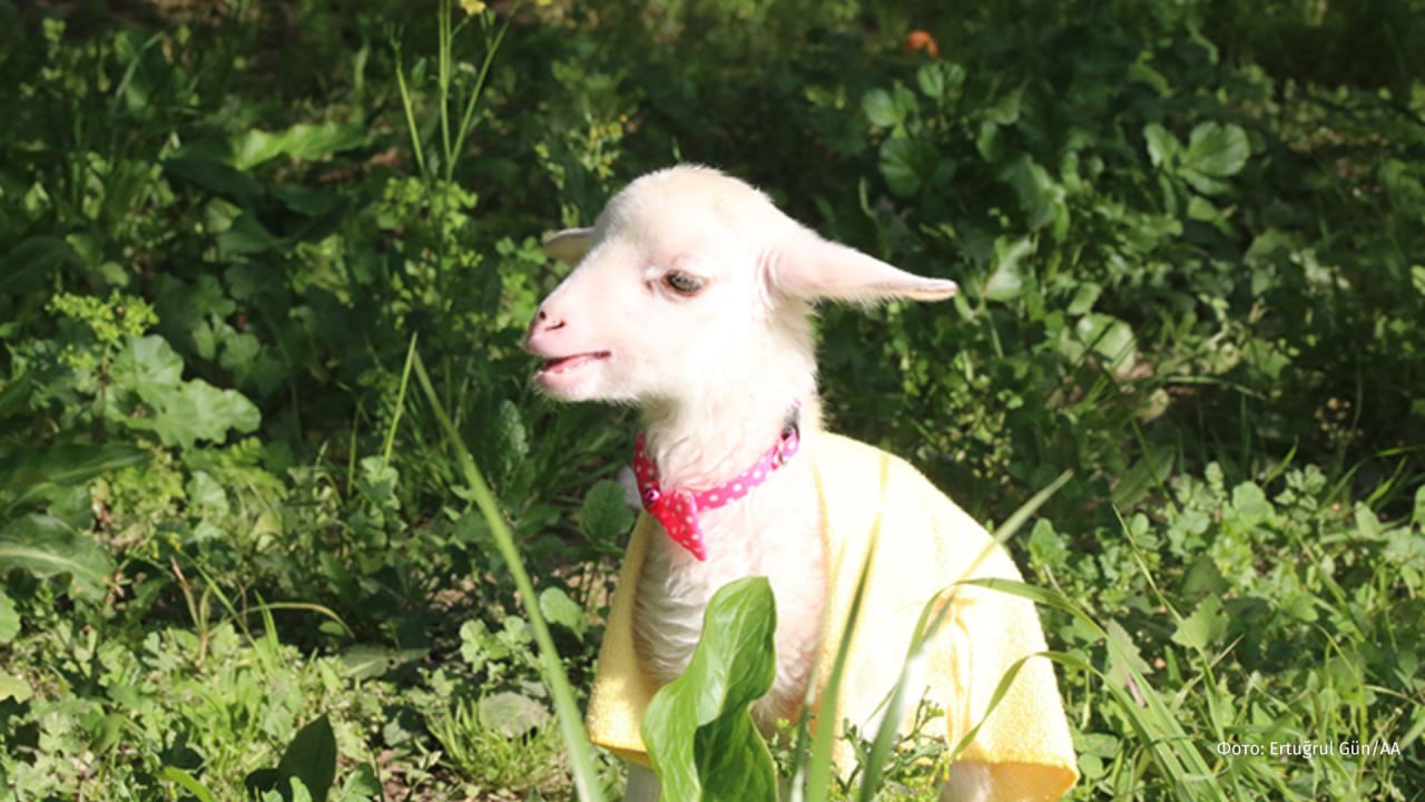 Панч-2: овца отказалась от новорожденного малыша, маму ягненку заменила жительница турецкой деревни Куршунлу Панч-2: овца отказалась от новорожденного малыша, маму ягненку заменила жительница турецкой деревни Куршунлу