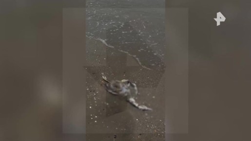 � ������������ ��������� ������� ������ ���� ������� ��-�� �������� ���������� �������� ������� � ������������� ���� �� ������� ���������