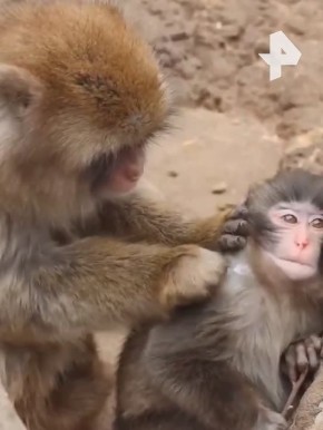 �� �������� "����" � � ��������� ��������: ��������� �����, ������� ��������� ������� ���� ��������, ���������� ��������