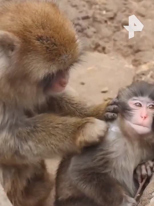 От плюшевой "мамы" — к настоящим объятиям: обезьянку Панча, которая заставила плакать весь интернет, приласкала обезьяна