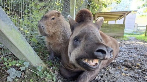 И умерли в один день: капибару и бразильского тапира усыпили в зоопарке Великобритании, чтобы животные не страдали от разлуки