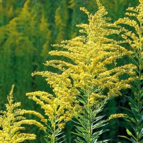 � ������ ������������� ������� �� �������� �� ������ ��������