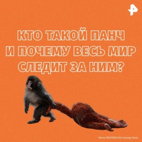 Панч: как маленькая обезьянка покорила планету?