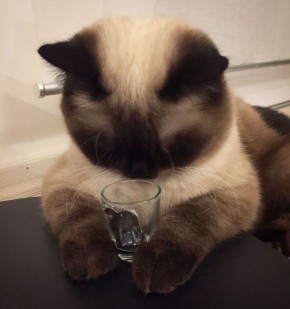 Дмитрий Стешин: Товарищ из бомбоубежища в Тель-Авиве сообщает: