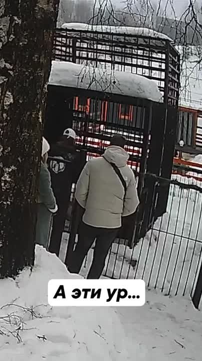 Посетители зоопарка в Ленобласти накормили медведя сгущёнкой