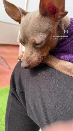 Александр Сосновский: Это Кузя слушает новости о мирных инициативах Трампа