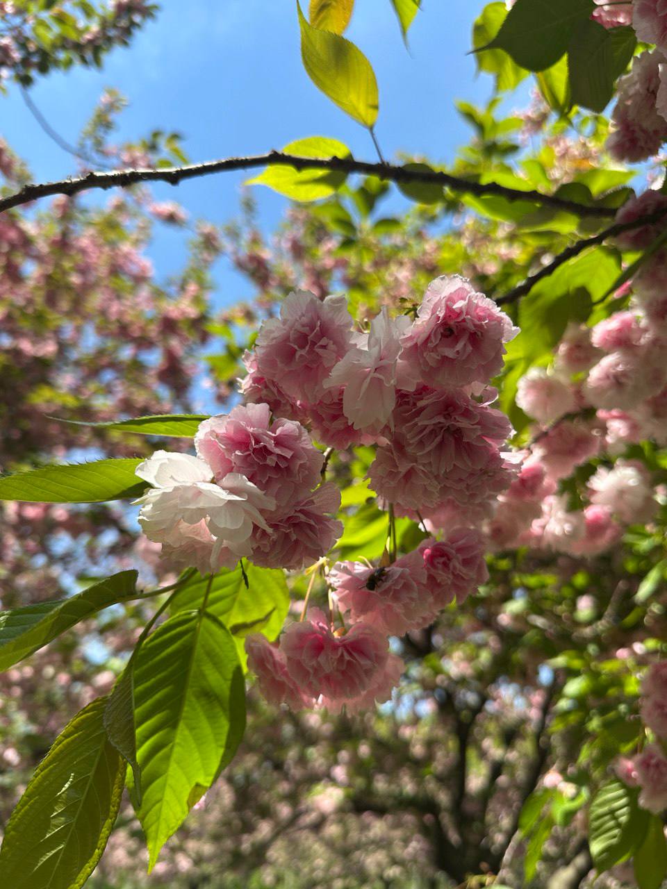 Валентин Богданов: Дорогие женщины, с 8 марта! Сияйте и хорошейте как весна!