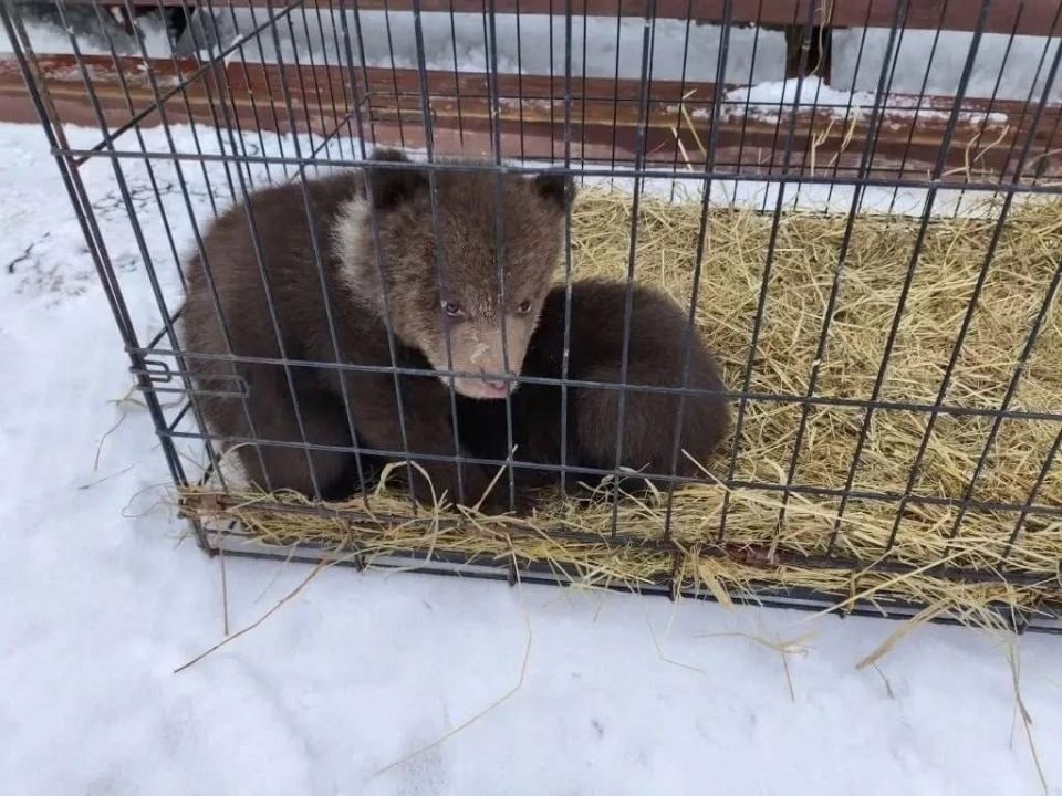 ��������-����� ��������� �� ������������ �� ����������� � �������� �������