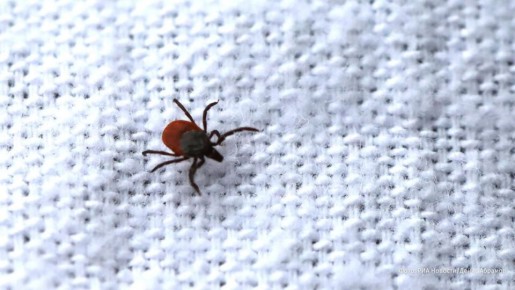 "������ ����" ��� ������ � ������ �������� � ������� ������ �����