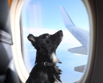 Red Wings ����� �� ����������� � �������� ��������� ���������� �������� �� �������� ������ � �������