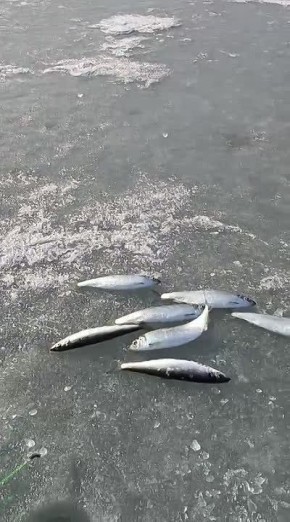 "������ ������": �� ������������, � ������ ��. ��������� ������� �������� �������