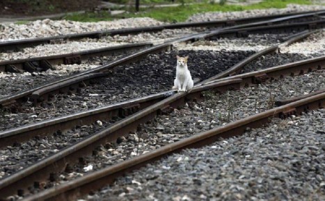 В Тверской области подсчитали, сколько хвостатых пассажиров перевезли в поездах