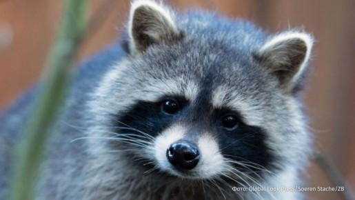 �� �������� ������� ������ � �������� ����� ������ �������� ��������������, ����� Bild