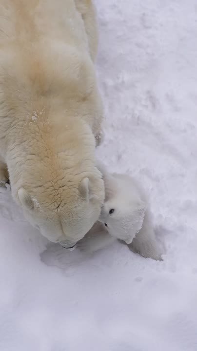Белые медведи новосибирского зоопарка Кай и Герда снова стали родителями — 7 декабря у них родился медвежонок