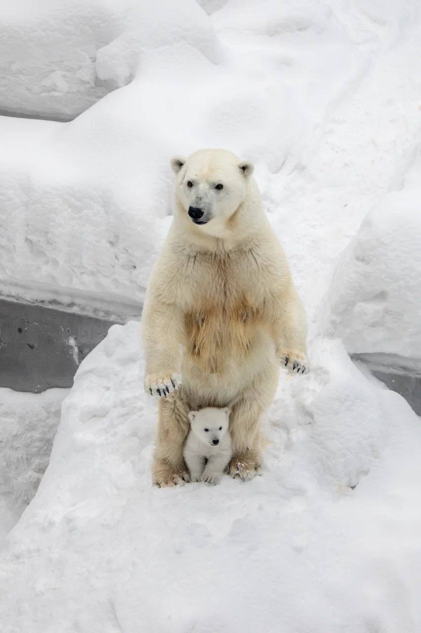 Белые медведи новосибирского зоопарка Кай и Герда снова стали родителями — 7 декабря у них родился медвежонок Белые медведи новосибирского зоопарка Кай и Герда снова стали родителями — 7 декабря у них родился медвежонок