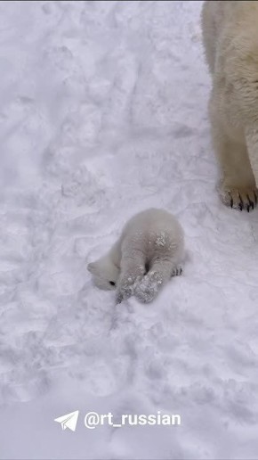 Белый медвежонок вышел на первую прогулку в зоопарке Новосибирска