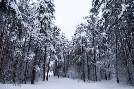 В лесу в Тверской области нашли мужчину с сильным обморожением