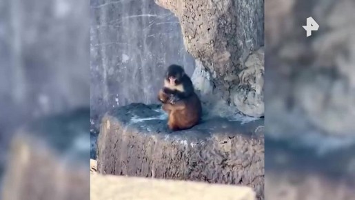 ������ ������ ���: �������� ������ ���� ����� ���� ��������