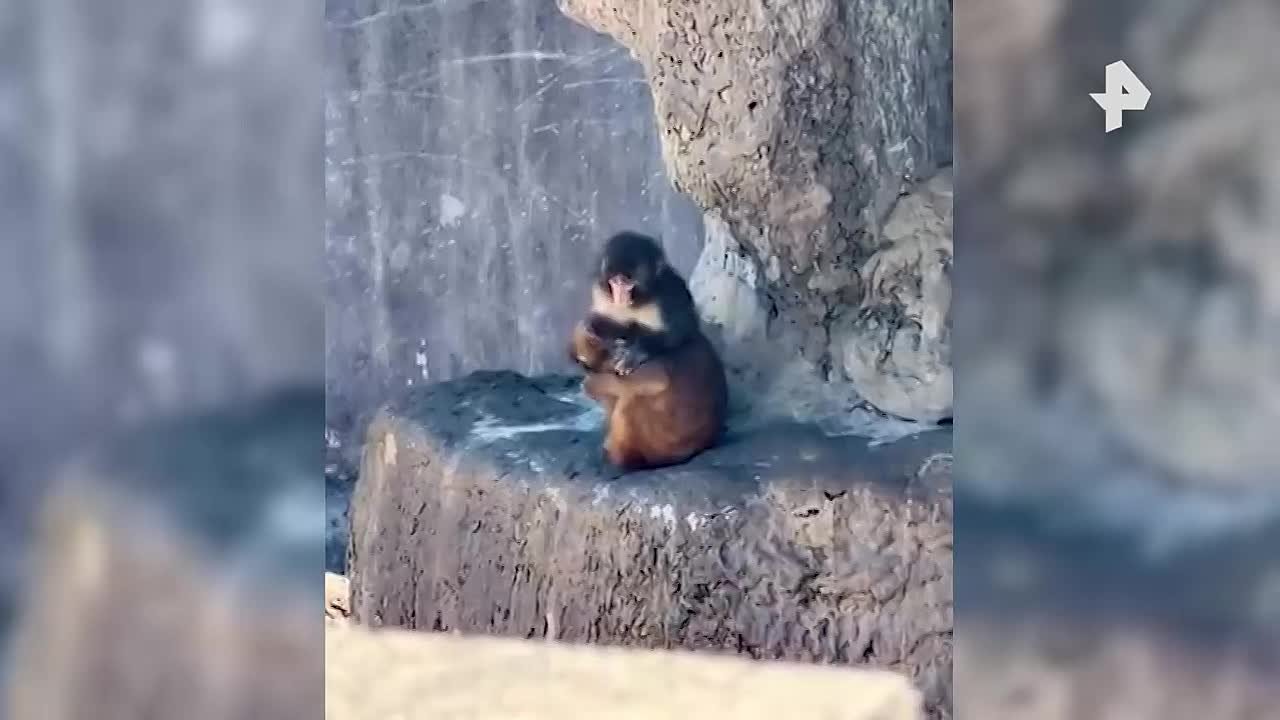 Любовь спасет мир: одинокий макака Панч нашёл себе подружку