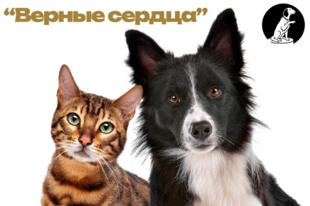 ОП Калужской области объявляет о старте конкурса медиаработ «Верные сердца»